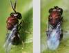 Perilampus sp.